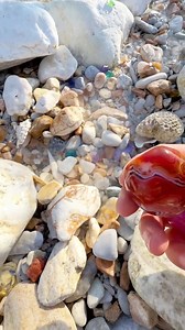 We're pretty sure this is an agate, but what do you think? Anyone know what the swirling patterns mean? Have you ever found a stone that sparked your curiosity? Let's chat #StoneIdentification #AgatePatterns #BeachGem #RockCollecting #Mineralogy #CuriousFinds #LetstalkStones | SocialSphere Central