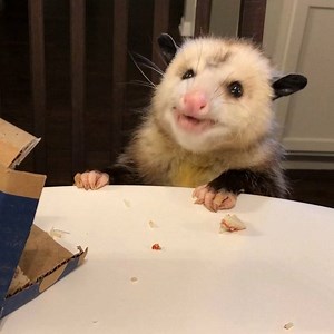 218K views · 2.3K reactions | Snowed in? Have a pizza party!!!!! I never had pizza before. I LOVE PIZZA.  -❤️Happy Gilbert The clicking noise you hear is Gilbert’s jaw. His jaw was broken when he was hit by a car and even though it healed beautifully, it clicks occasionally when he eats. #happysaturday #pizzaparty #pizza #snacks #tinyfood #tiny #gilbert #opossum #first #party #itsnotdelivery #itsopossumpizza | Gilbert the Opossum | Facebook