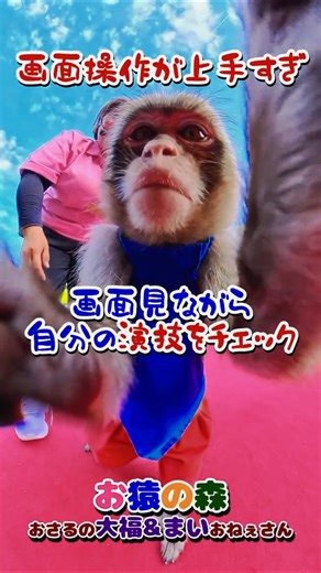 Monkey Forest / Checking Daifuku-kun's video / Roadside Station Kushigaki no Sato #MonkeyForest #...