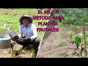 #8. Cómo Plantar un Árbol Frutal en 6 Pasos | SEMBRANDO VIDA | 🥑Aguacate HASS | MIAF