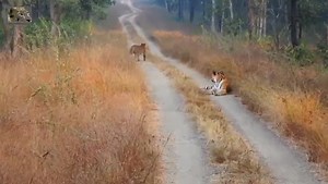 439K views · 10K reactions | Jungles of Madhya Pradesh are amazing ....