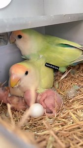 Pet growth record: Hand-raised parrot, Pet at home, Hatching | Kasim Birds Farm