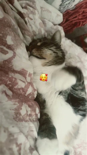 Riley in a cute mod #cat #shortsviral bless day all.