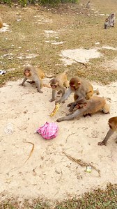 The monkey is scared of the rubber snake 🤣 . . . . . . . . . #binodonshato02 #monkey #Monkeyfunny | Binodon Shato 02
