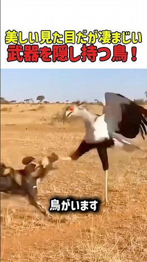 【死のタップダンス】ヘビを粉砕する脚力！優雅なハンター「ヘビクイワシ」の衝撃的な狩り #ヘビクイワシ #猛禽類 #サバンナ #動物の生態 #衝撃映像 #自然の神秘 #ハンター #雑学 #shorts
