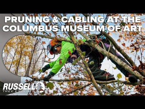 Pruning and Cabling Trees for Columbus Museum of Art!