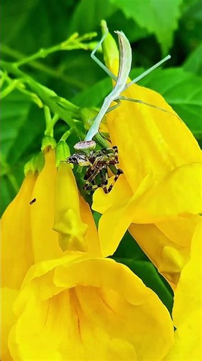 Nature's Hunter: Praying Mantis Captures Its Prey. #wildlife