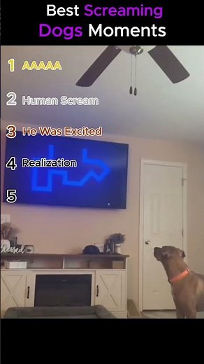 Dogs Getting Scared and Screaming Moments🐶