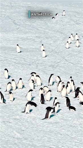 The Most Isolated Place on Earth — ANTARCTICA ! A Frozen World Beyond Imagination