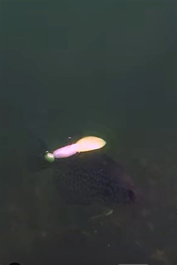 🙌🏼 The BoneHead Tackle Brush Glider has that perfect glide to slide right into the strike zone… …and when you pair it with the DISCO HEAD Jig — it’s GAME ON! 🎣 Flash. Pop. Vibration. Attention. GRABBED. 🎯 🕺💥 BRUSH GLIDER DISCO HEAD JIG = PURE CRAPPIE MAGIC! 💥🕺 👀 Want more of this kind of action? GRAB the Brush Glider Disco Heads here 👉🏼 boneheadtackle.com 🎪 Be sure to stop by the BoneHead Tackle booth at CRAPPIEFEST - The Biggest Crappie Festival in the Country! 🎉 🗓️ March 27–29, 2