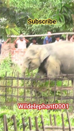Elephant Attack #highlights #elephantattack #elephant #wildlife #wildliferescue #wildlifeentertain