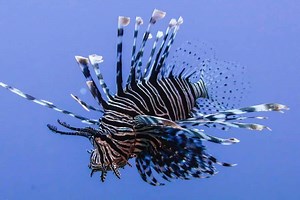 15 Dangerous Sea Creatures In The Philippines