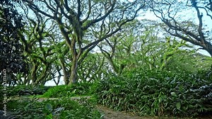 Ancient tree Samanea saman from Dutch era in De Djawatan forest in Indonesia.