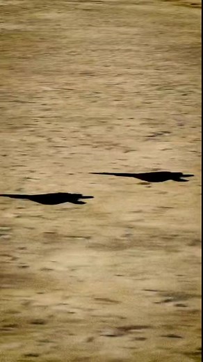 33K views · 821 reactions | USAF F-22 Raptors. | Steel Eagles | Facebook