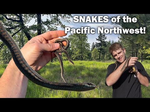 SNAKES of the Pacific Northwest!