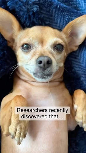 Pippa on Instagram: "Do you agree? 🐾🤔 Happy Tuesday! ❤️ Pippa Re-sharing 5 of my favourite reels from 2023…. DAY 2! . . . . . . #chihuahua #dogsofig #doglife #doggos #chihuahuasofinstagram #ilovemydog #instadog #dogstagram #dogreels #doglover #rescuedog #chihuahualife #dogfluencer #funnydogreels #discoverunder100k #dogoftheday #dogsofinstagram #smalldogs #funnydogs"