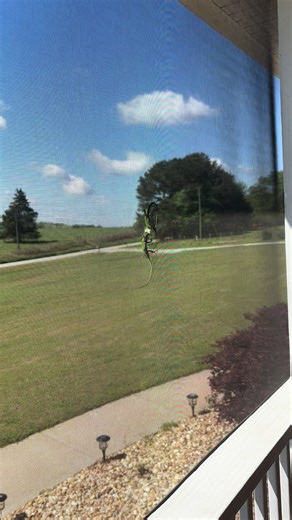 What in the ravaging reptiles is going on here??? One lizard has the other lizard's head in its mouth. 😳 I have never seen that before. Are they fighting or mating? Lol #nature #lizard #lizards #reptiles #weird