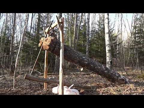 How To Make A MASSIVE Deadfall Trap.