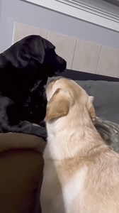 Time for a Sunday sneak! #sneaky #sneakydoggo #sneakypuppy #funnymoments #funnyvideos | Winston, Rutledge and Reggie the funny Labs