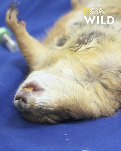 Ce chien de prairie a une protubérance anormale dans la région de l’aine. Dr K va l’ausculter afin de savoir s’il a besoin d’être opéré ! Retrouvez le Dr K dans La clinique des animaux exotiques, tous les lundis à 20.45 sur National Geographic Wild, disponible avec Canal . | Nat Geo Wild France