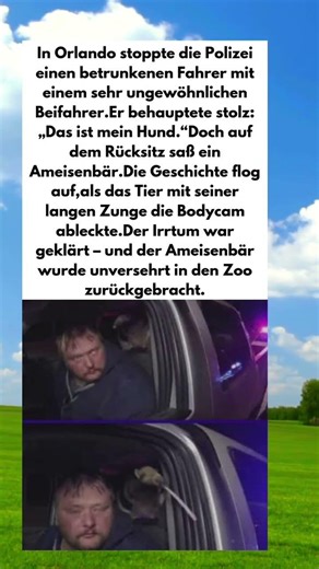Er sagte es sei sein Hund doch die Wahrheit war viel wilder 😂🦡