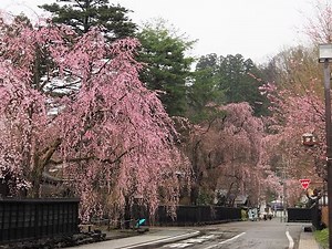 2023年【角館の桜】開花状況 4月8日