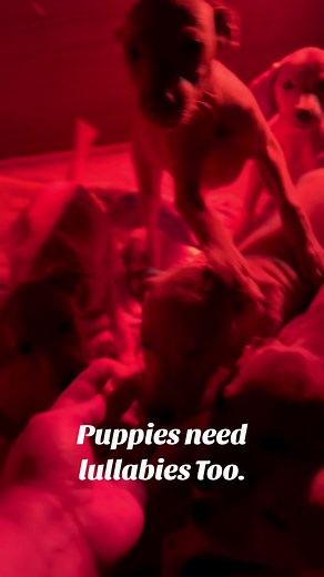“You Are My Sunshine” Works like a charm. #puppies #lullaby #timeforbed PART 2 coming soon!