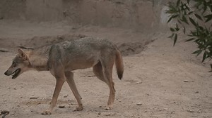 Arabian wolf (Canis lupus arabs) is a subspecies of gray wolf native to the Arabian Peninsula—to the west of Bahrain, as well as Oman, southern Saudi Arabia, and Yemen. D.G Khan Zooin Pakistan.