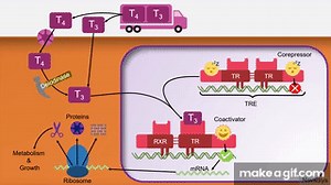 Mechanism of Action of Thyroid Hormones on Make a GIF