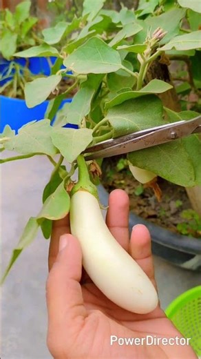 Harvesting vegetables from garden🍆🍆🍆🌿🌱organic vegetables#shorts #harvesting brinjal #eggplant #viral