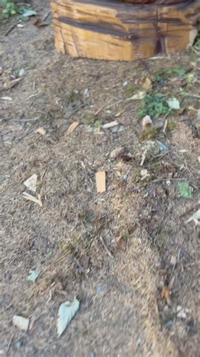 Live Sized Howling Wolf wood sculpture •••••#wood #WoodArtist #ryancook #ChainsawArt #Chainsawcarving #WoodSculpture #Chainsaw #Sculpture #wolf #wolves #howlingwolf | Ryan Cook Carvin