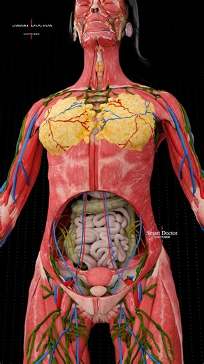 What’s REALLY Hiding Under Your Skin? 🤯 . . . Dive into the most detailed 3D anatomy experience you've ever seen! From the surface muscles to the deepest organs, this female body model strips down every layer to reveal the hidden marvels inside. Perfect for students, medical enthusiasts, or the simply curious! 🎥 Model by Smart Doctor | Anatomical Simulation | Educational & Visual . . . #fblifestyle #anatomy #anatomi #anatomia #anatomía #heart #pregnant #medicina #doctor #माहवारी #月経 #임신 #妊娠 #g