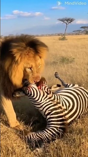 The King's Kill: Massive Male Lion Takes Down Zebra in Raw Safari Hunt 🦁🦓 (Unfiltered Nature) #ai