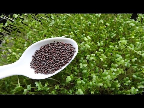 How to Grow Microgreens - Mustard Microgreens Two Different Methods