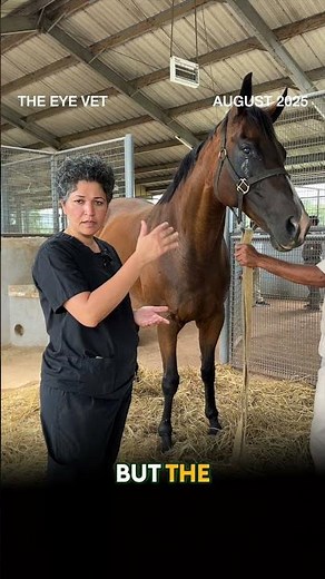 Immune-Mediated Keratitis: Rare Eye Condition in a Mare - The Eye Vet