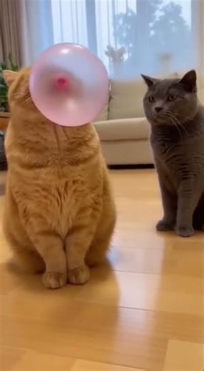 #A cat eating chewing gum