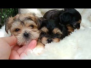 Teacup Shorkies - 1 Puppy Available!! (Yorkie X Shih Tzu) Puppies!! August 5, 2023