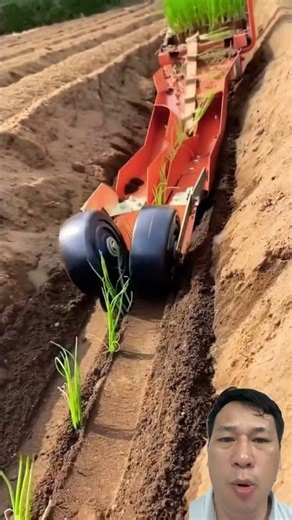 This Machine Plants Onions in Perfect Rows! 😱🌱 #satisfying #agriculture #farming