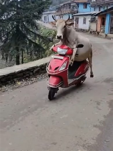Hilarious Cow Driving Videos