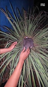 Menangkap ayam hiyas #shortvideo