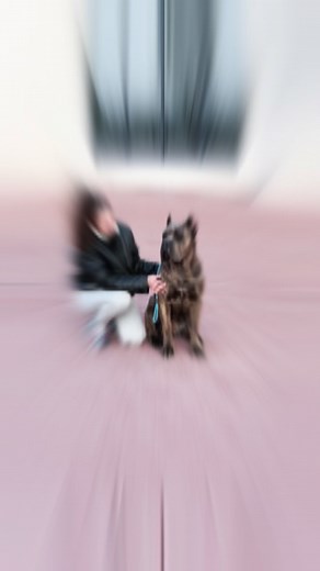 1.3K views · 277 reactions | Do you know the name of this beautiful tiger panther? ❤️ Cane Corso puppies  #puppy #canecorso #dogsofinstagram #dog #puppylove #dogs #puppiesofinstagram #puppies #dogs | Force Pride | Facebook