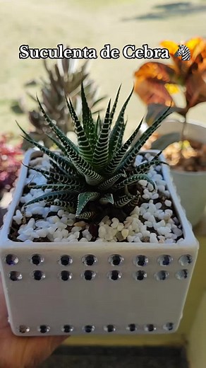 Suculenta de Cebra: Consejos de Cuidado y Belleza
