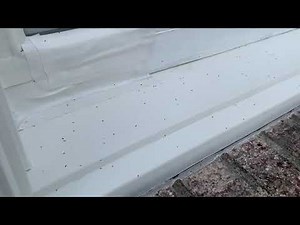 Springtails All Over the Windows