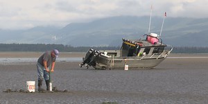 Ninilchik area beaches to open for limited clamming for first time in years