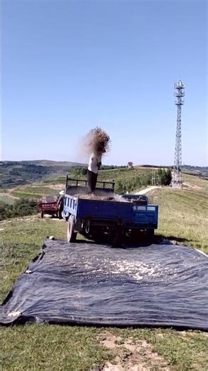 Genius! Wind Sifts Grain From Residue – Watch the Magic Happen!