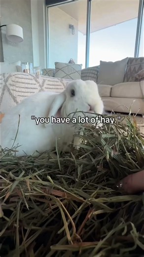 Timothy hay is always a great idea for your rabbits ￼#rabbits