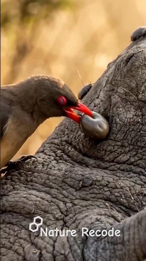Why Rhinos Let Birds Ride on Their Backs! Nature's Perfect Partnership #animals