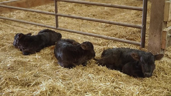 Defying the odds: Cow gives birth to triplets in Augusta