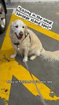 I think we need a collective appeal to Bunnings to extend sausage time 😂😂 #goldenretriever