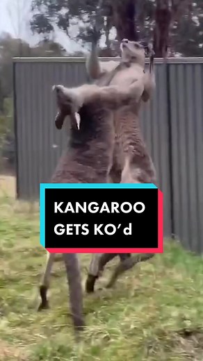 Kangaroo Pushed Through Fence Video: Watch Wild Animal Fight